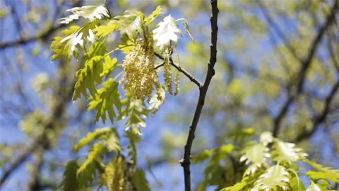Oak branch swaying in the wind. Young juicy green leaves and oak flowers close-u Stock Footage 100199525