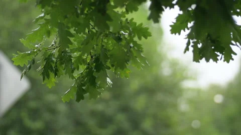 Oak branch under raindrops, slow motion. Stock Footage 134706639