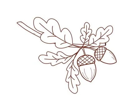 Oak Branch Vector Illustration: Line Art Oak Leaves and Acorns on White Ground Stock Illustration