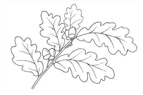 Oak branch vector isolated illustration in doodle style. Stock Illustration