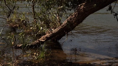 Oak branch washed by the river Stock Footage 120933388