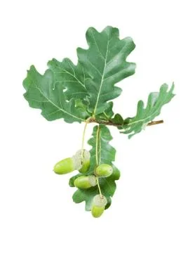 Oak branch on a white background Stock Photos