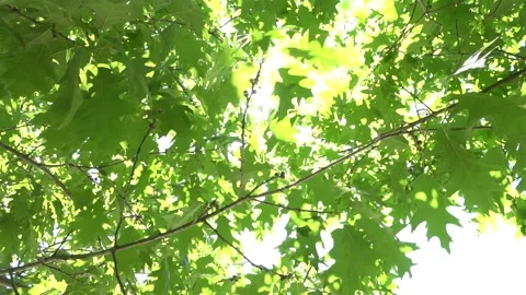 Oak branches and sun light Stock Footage 155788182