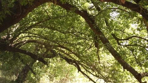 Oak branches bathe in the sun rays Stock Footage 120932435