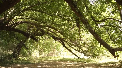 Oak branches bathe in the sun rays Stock Footage 120932477