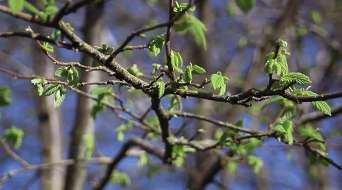 Oak branches with budding new leaves shaking in the wind Stock Footage 57215959