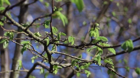 Oak branches with budding new leaves shaking in the wind Stock Footage 57216186