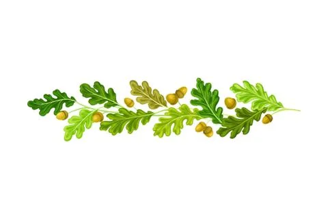 Oak Branches with Green Leaves and Acorns Arranged in Line Vector Illustration Stock Illustration