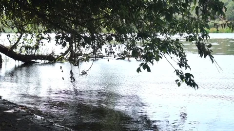 Oak branches hang over the river Stock Footage 120932329