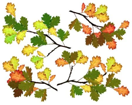 Oak branches Stock-Illustration