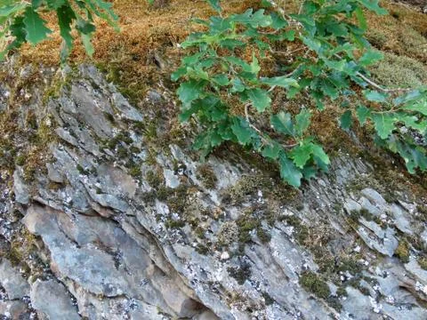 Oak branches over rock Foto stock