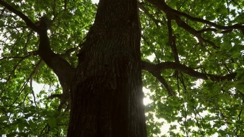 Oak branches, trunk and foliage in contoured sunlight, dolly shot Stock Footage 133013164