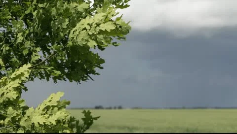 Oak branches in wind. Stock-Footage 11250679