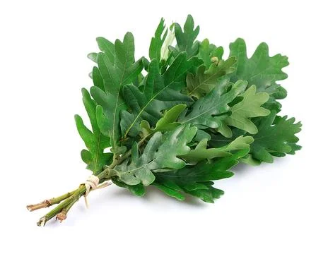 Oak broom Stock Photos