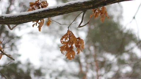 Oak brown leaves on a winter tree. Beautiful winter Stock Footage 147688826