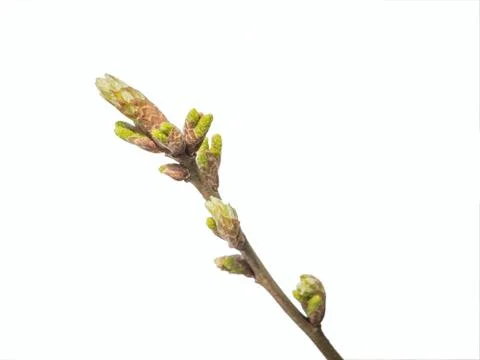 Oak bud on white Stock Photos