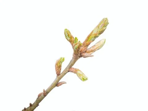 Oak bud on white Stock Photos