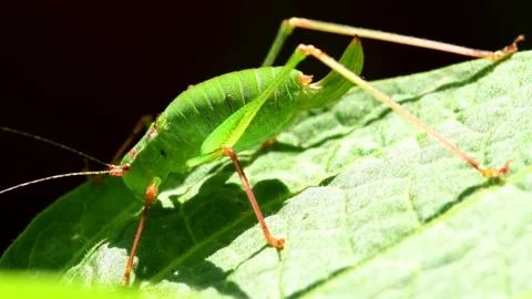 Oak bush-cricket on a leaf of an angels trompet Stock Footage 201687597