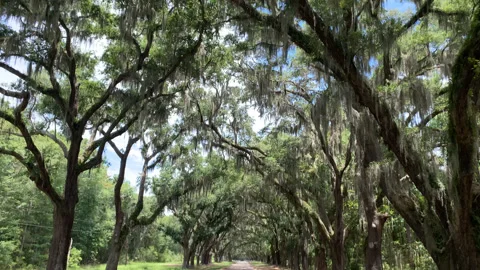 Oak Canopy and Road 02 UHD- Stock Footage 178733769
