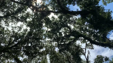 Oak Canopy and Road UHD Stock Footage 178994364