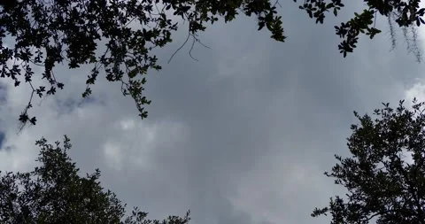 Oak canopy frames thunder storm roiling thru frame revealing blue sky Stock Footage 137480754