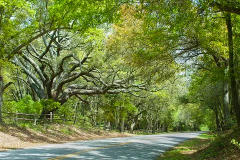 Oak canopy highway Stock Photos
