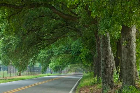 Oak canopy highway Stock-Fotos