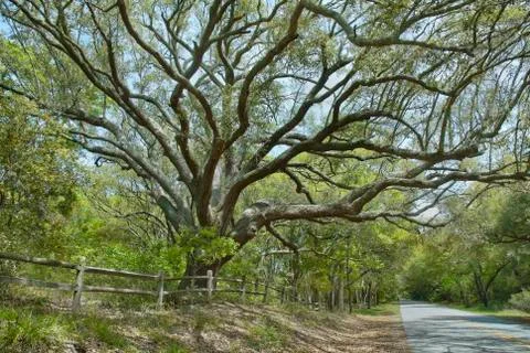 Oak canopy highway Stock Photos