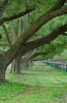 Oak canopy 스톡 사진