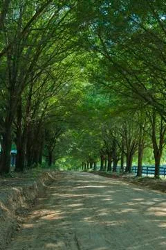 Oak canopy Stock-Fotos