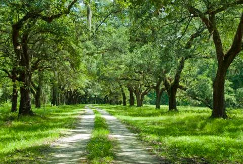 Oak canopy 스톡 사진