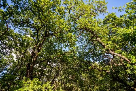Oak canopy Stock Photos