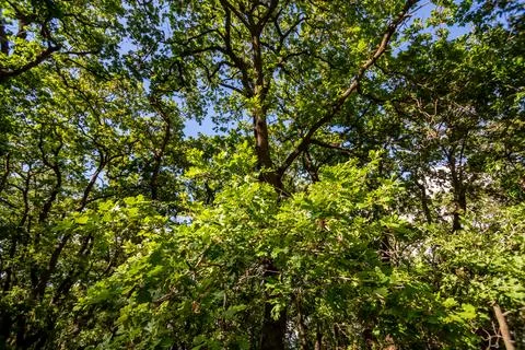 Oak canopy Stock Photos