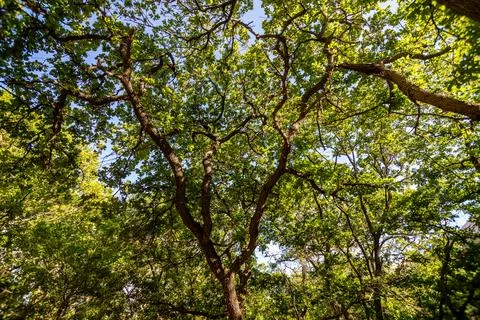 Oak canopy Stock Photos