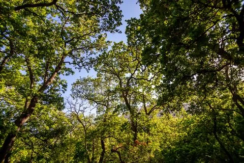 Oak canopy Stock Photos