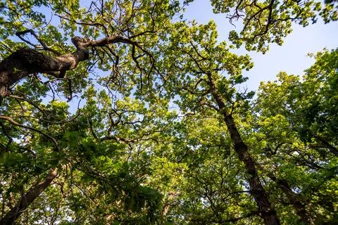 Oak canopy Stock Photos
