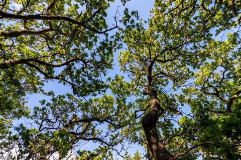 Oak canopy Stock Photos