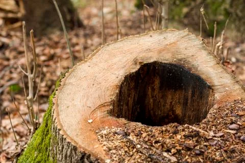 Oak chips, moss on tree bark. Sick cut tree in the park. Stock Photos