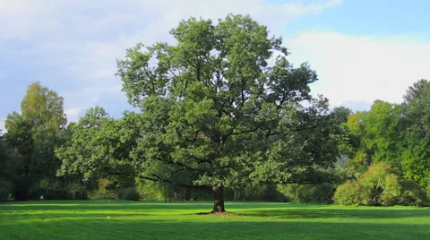Oak in a clearing in the woods Video stock 55117492