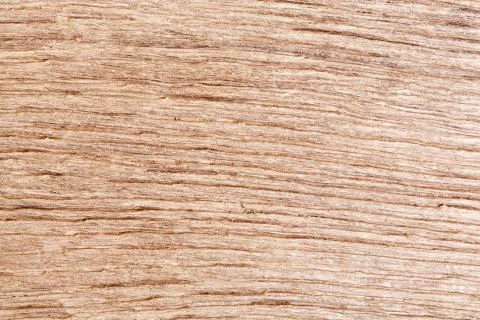 Oak. Close-up texture. Stock Photos