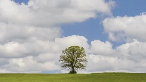 Oak with clouds moving timelapse Stock Footage 108058438