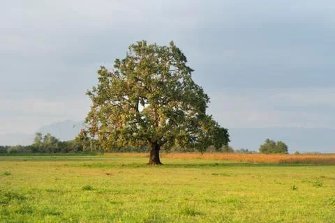  an oak in the countryside Stock Photos
