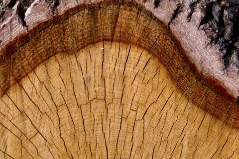 Oak Cross Section with Bark Stock Photos