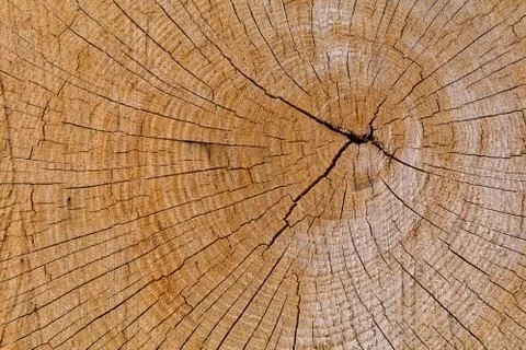 Oak Cross Section Crack Stock Photos