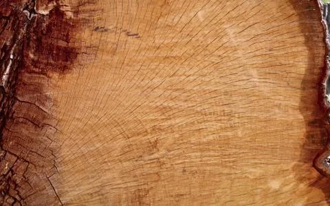 Oak Cross Section Stock Photos