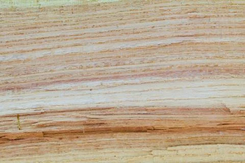 Oak Cross Section Foto stock