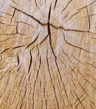 Oak Cross Section Vertical Stock Photos