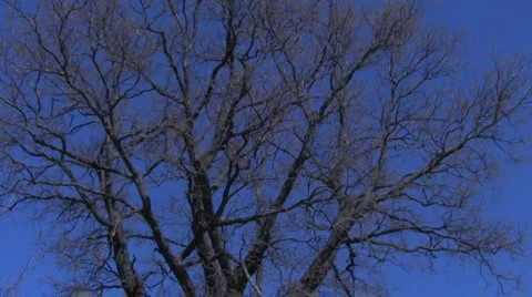 Oak, crown Stock-Footage 4962589