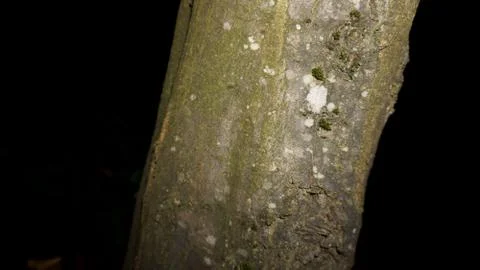 Oak in dark forest structure Stock-Fotos