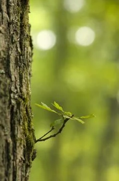 Oak - donut sleeper Foto stock